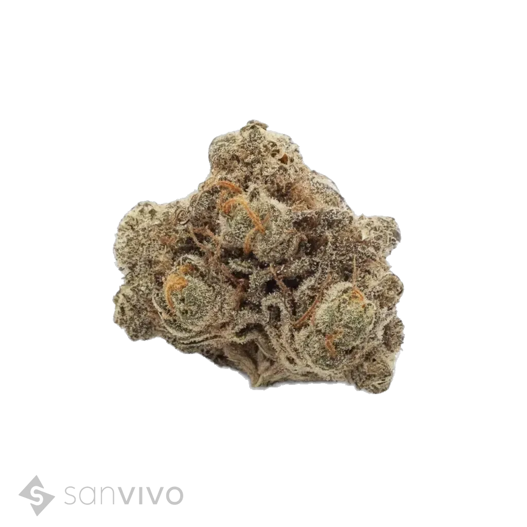 Barongo 27/1 BanjoBanjo