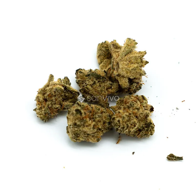 Costa Canna Dynamics Crescendo 25/1 Pucker Up 