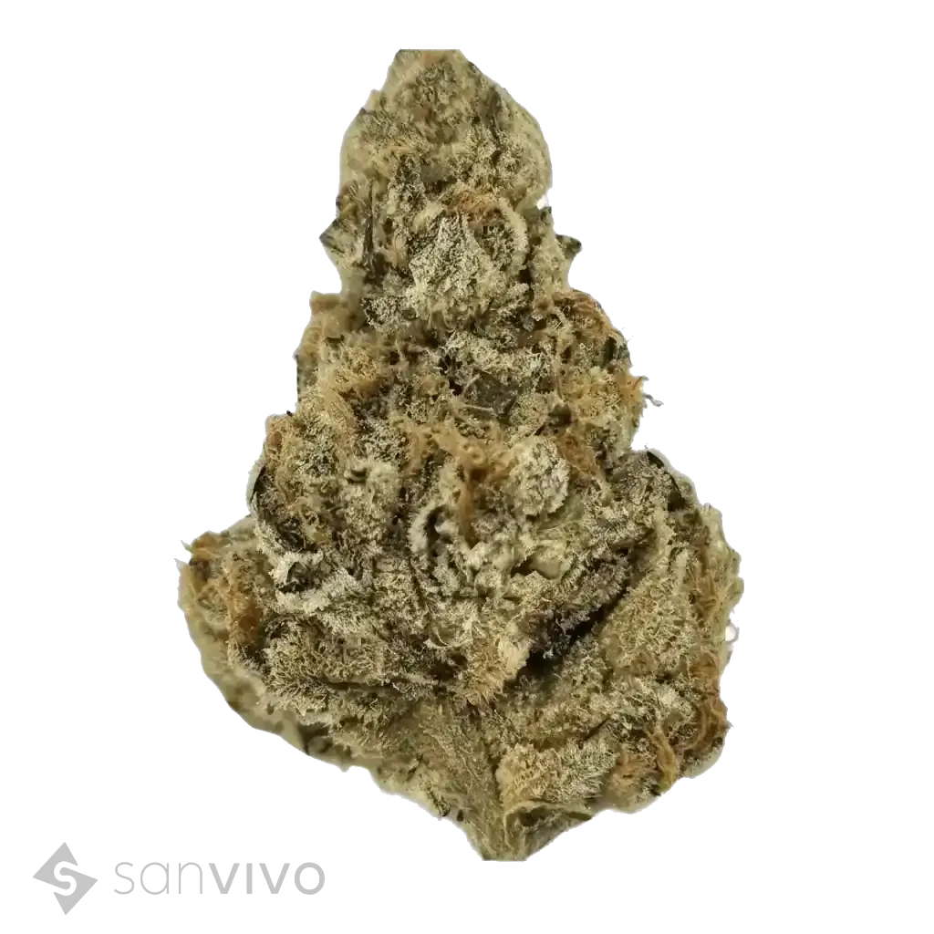 Garlic Chem strain