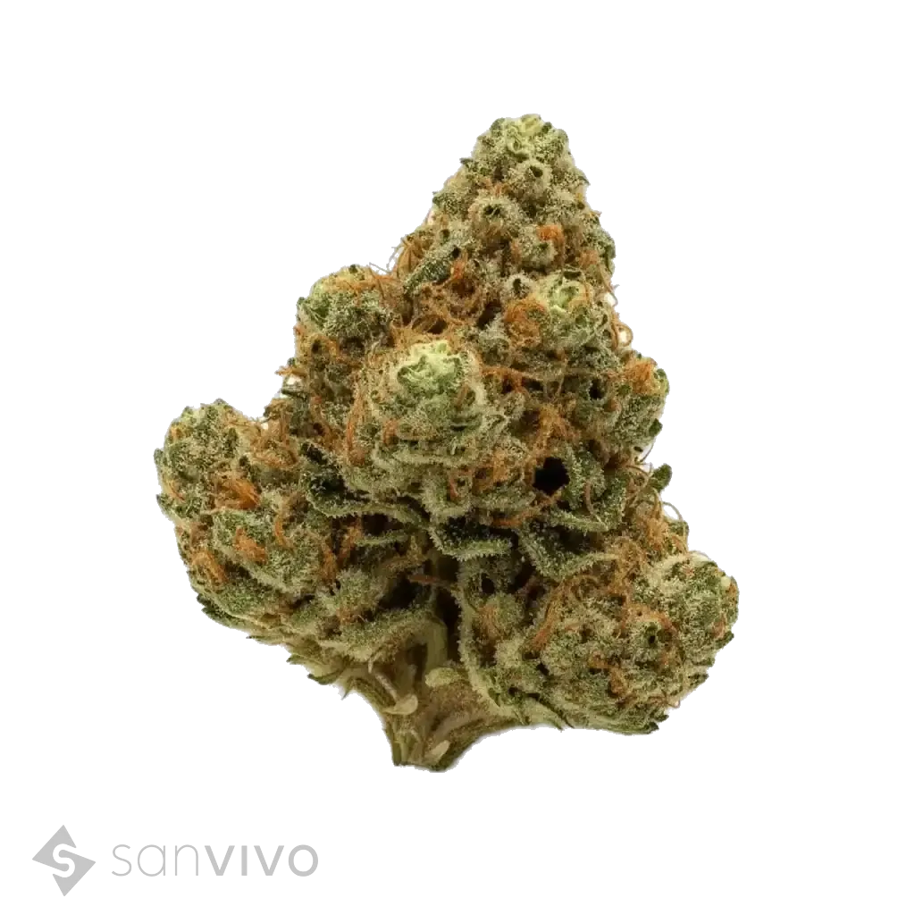 Gul Of Mexico strain