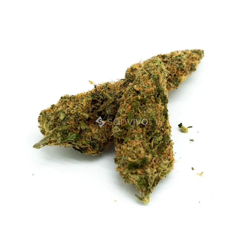 CM Sativa Forte Gelato Dream