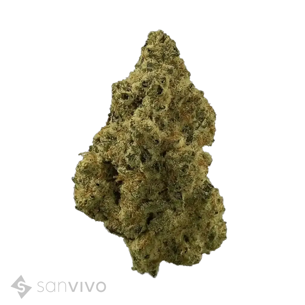 Madrecan 24/1 - GRD
