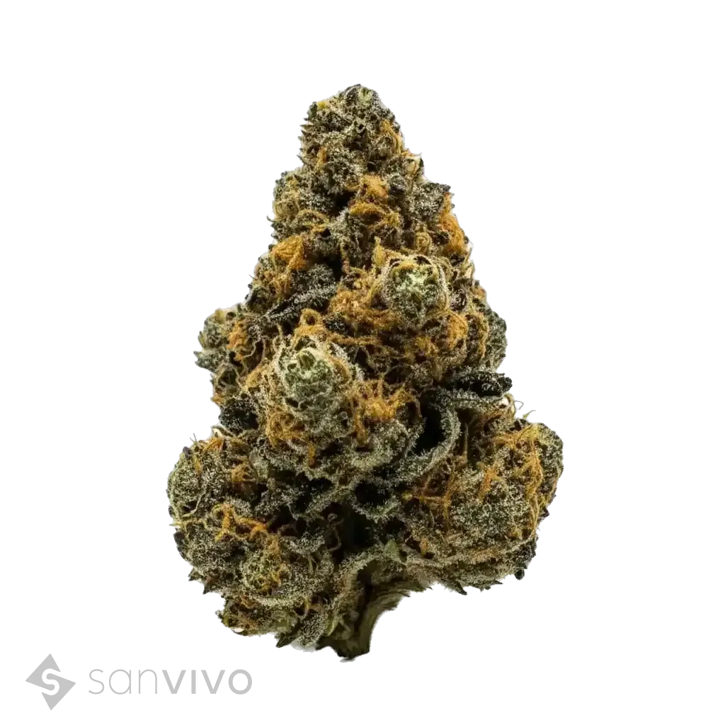 Sudz strain