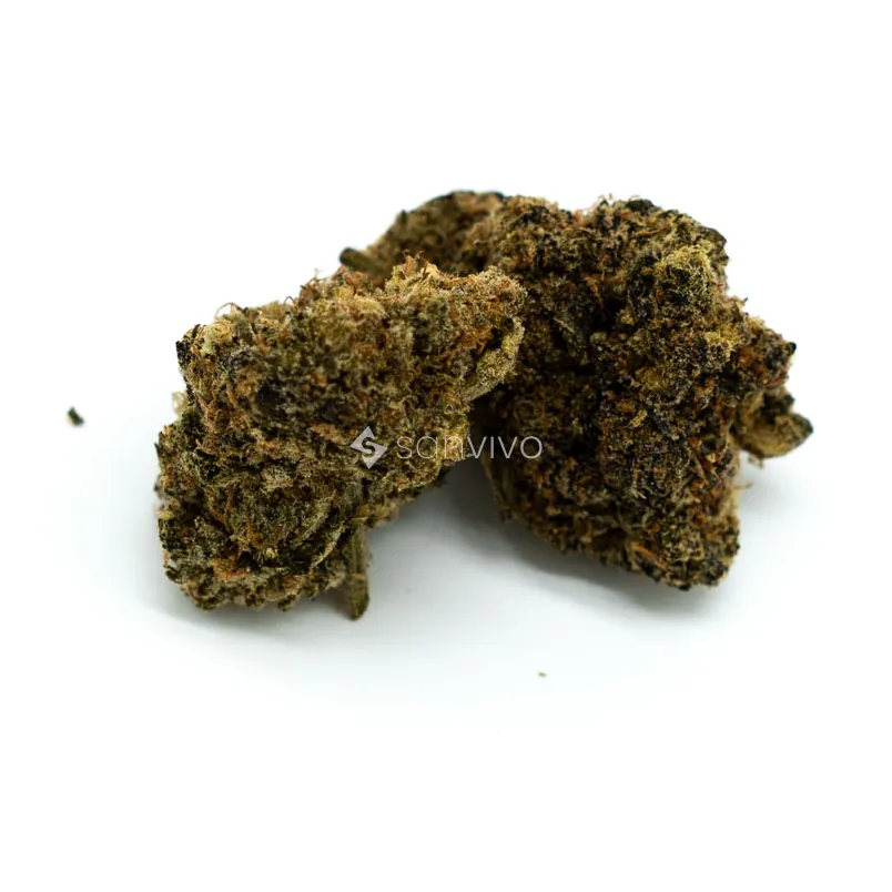 Organic Sweetgrass MCC 25/1Mint Chocolate Chip
