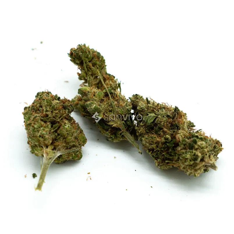 MCOS Strong 27/1 MDOC PXYProxy