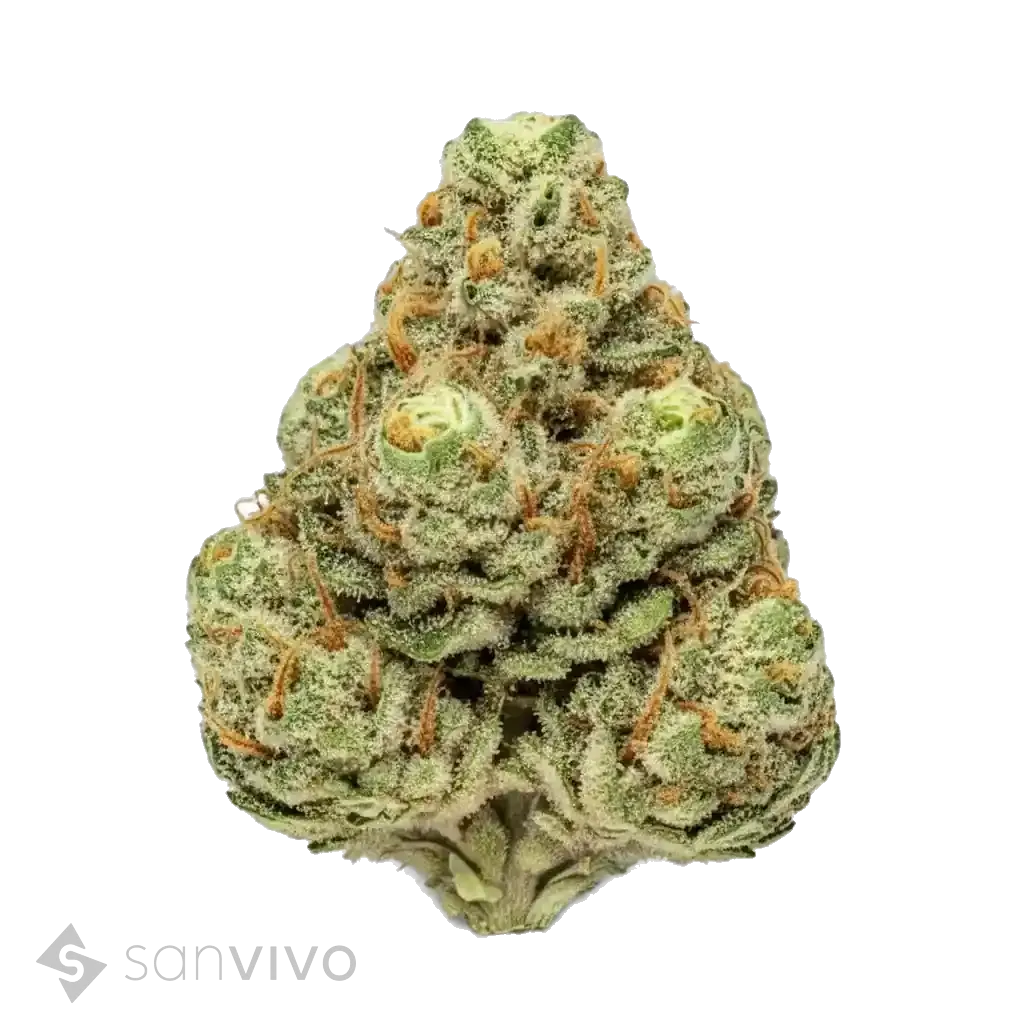 Tilray THC18 Spotlight Porto 