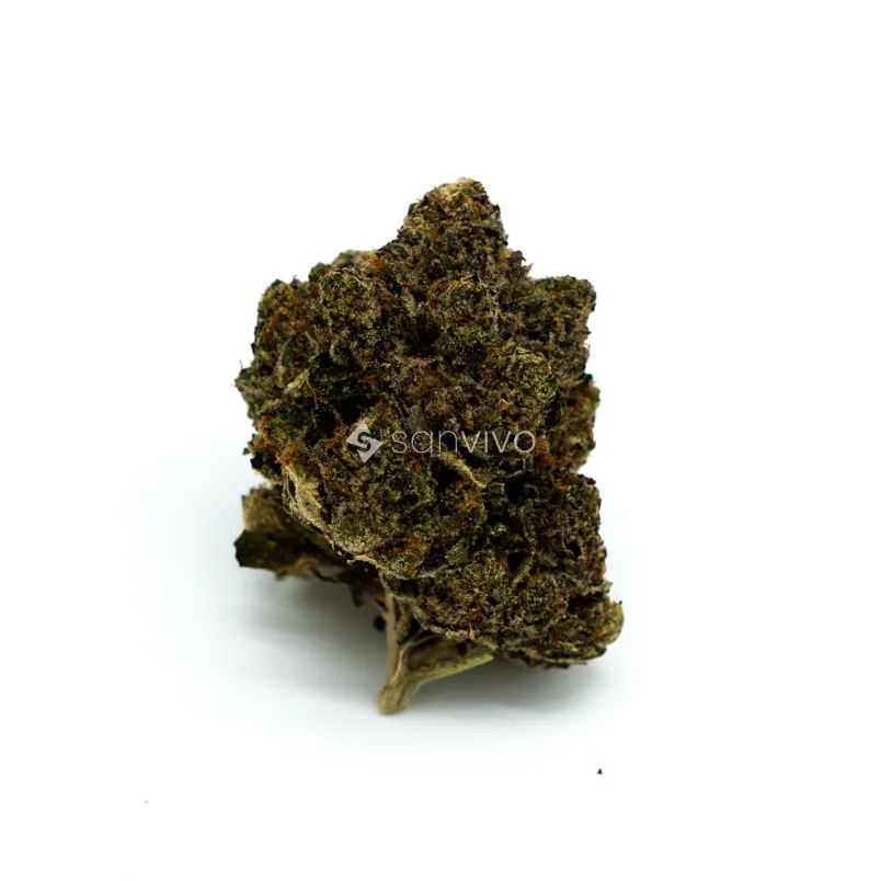 Buuo 22/1 CDLCCold Dank X Jelly Breath