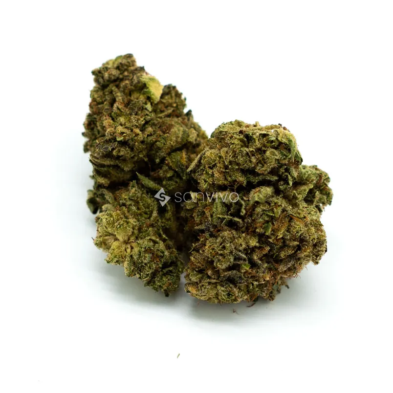 CM Sativa LightFast Orange