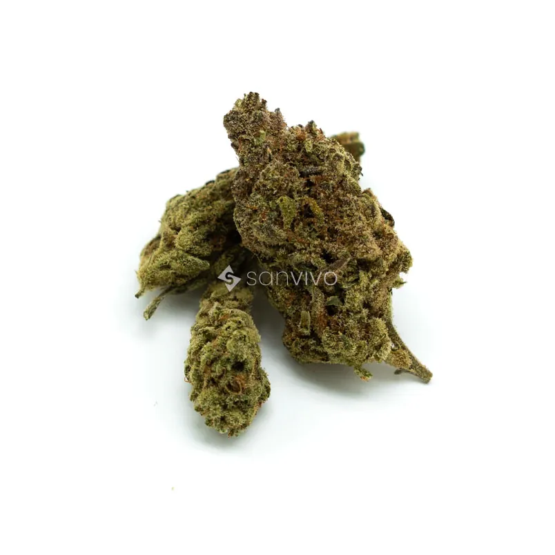 CM Indica Forte Tangerine Boost