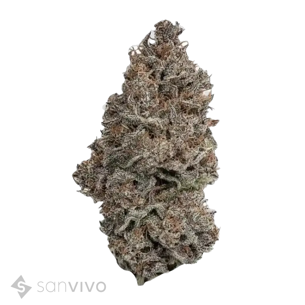 Black Lavender strain