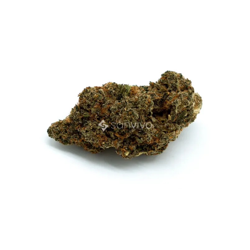 Oceanic BC 25/1Black Cookies