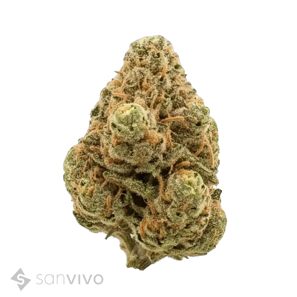 Kosher Haze strain