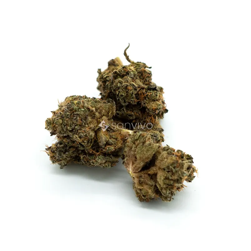 CM Hybrid forte BCGarlic Truffle