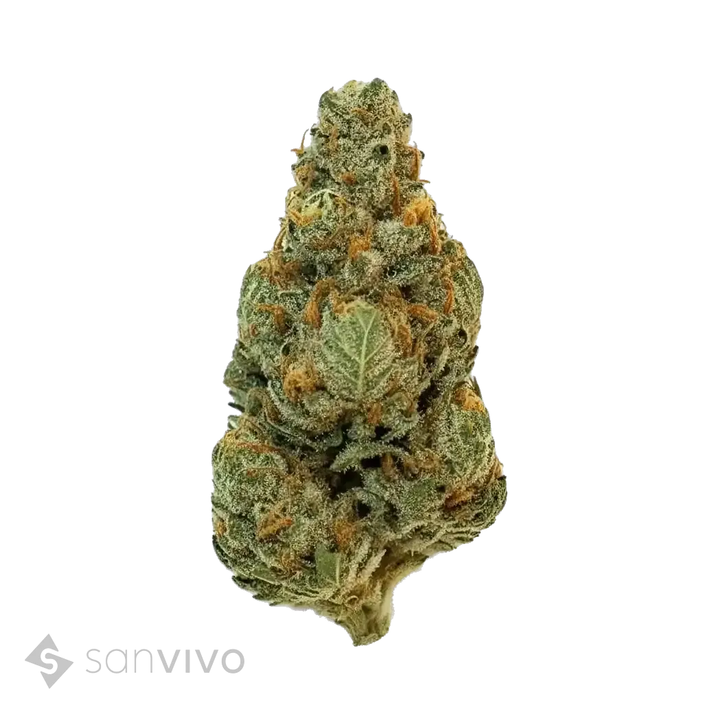 Medicus 27/1 EZA GMO