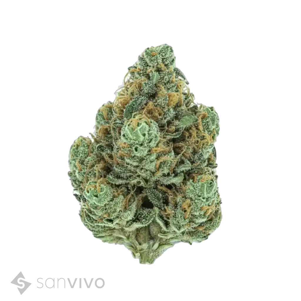 Midnight Runtz strain