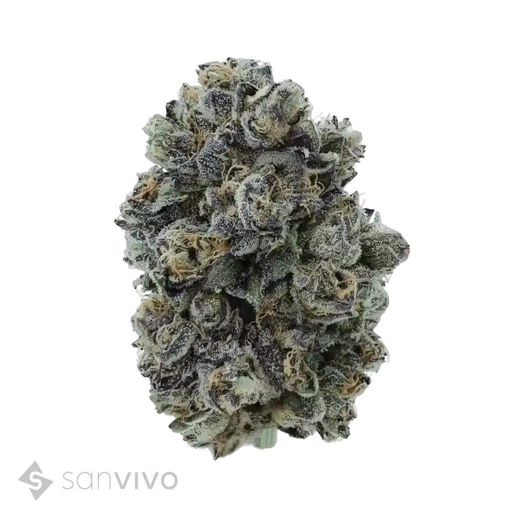 Original Blitz strain