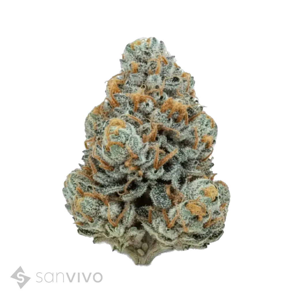 Remexian 22/1Biscotti Mintz