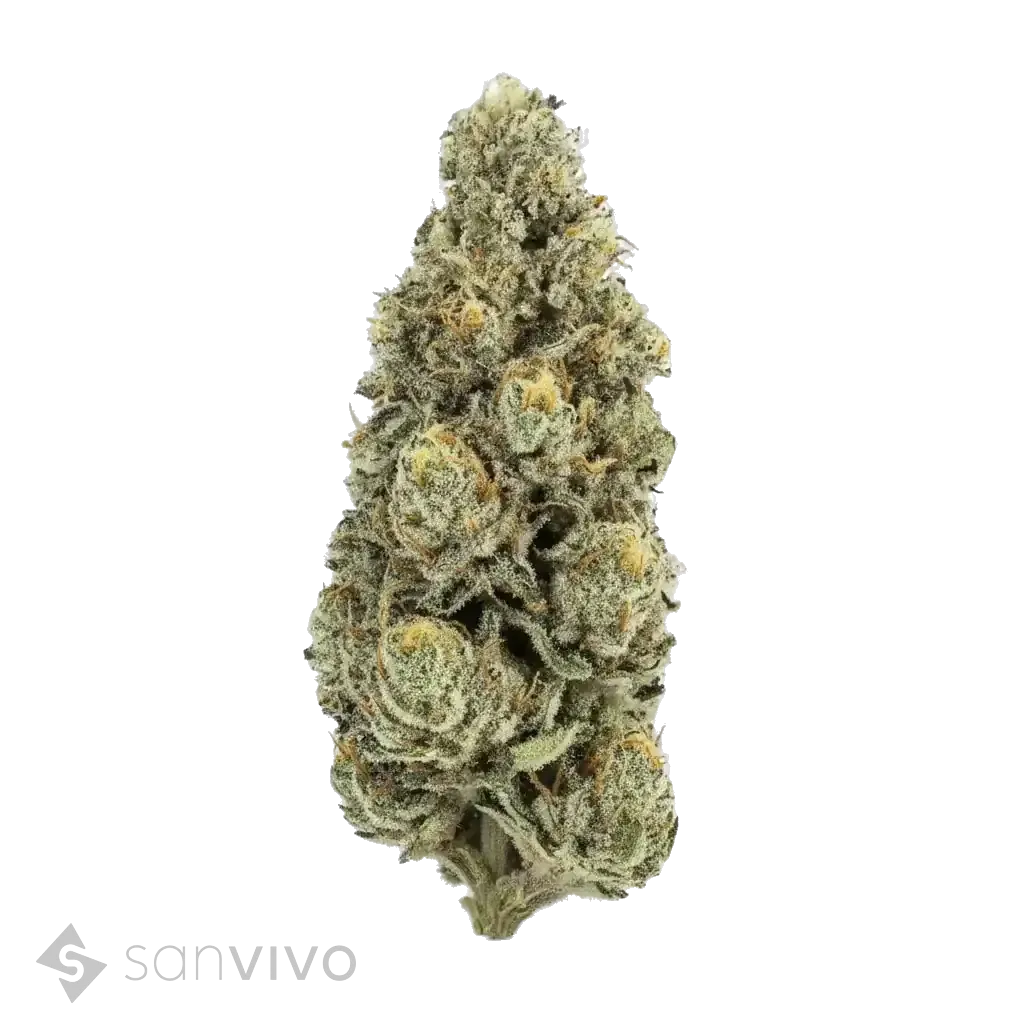 Cap Junky strain