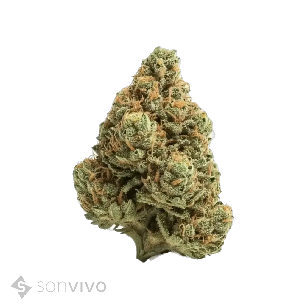 Clownz strain