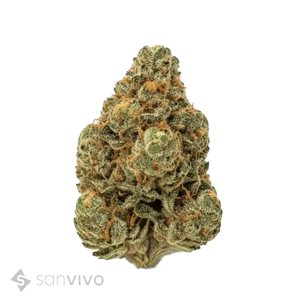 CM Sativa Forte NM
