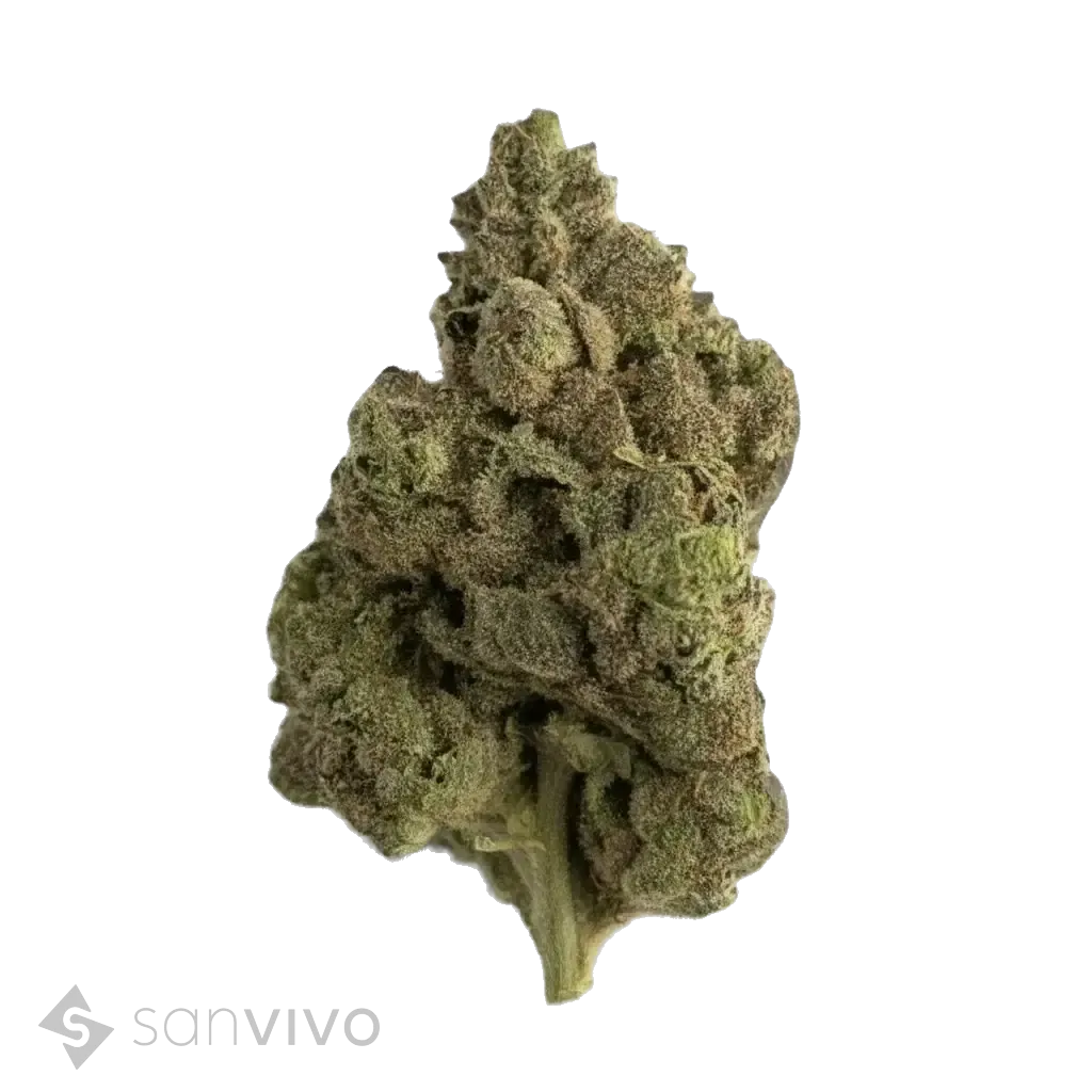 Goofiez strain