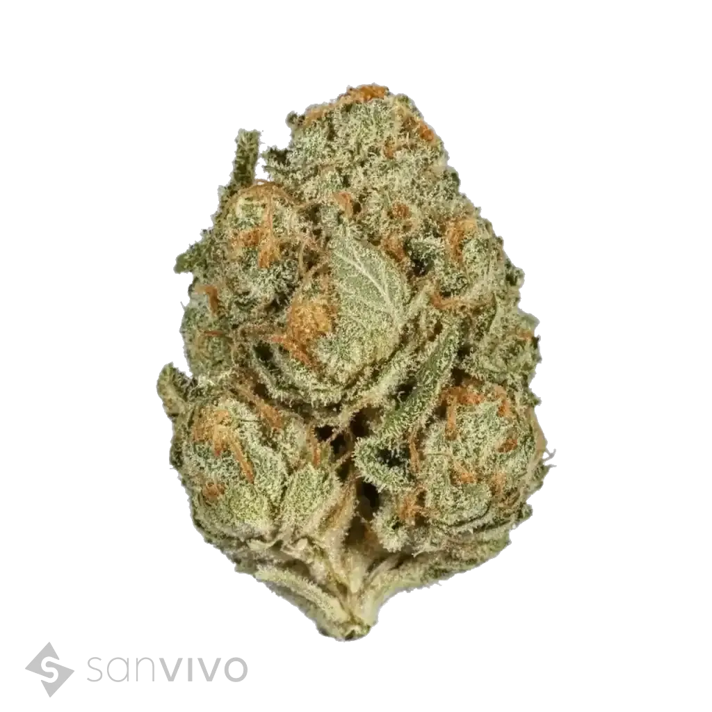  IMC THC25 RWT White Rhino