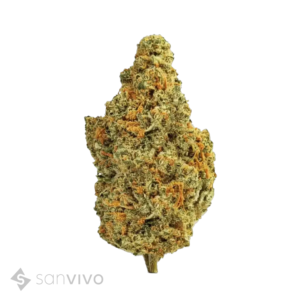 ZOIKS 22/1 TGTangrini