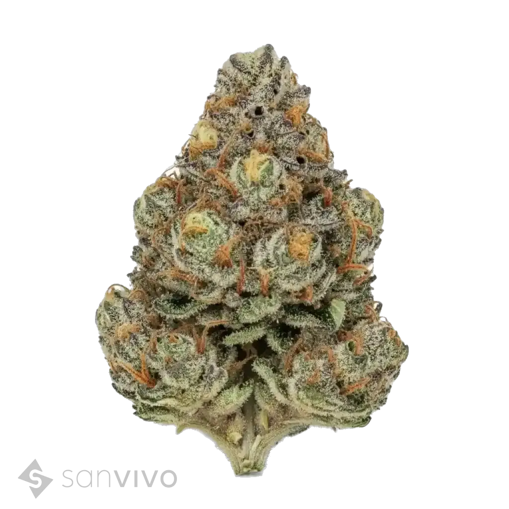 Craft Botanics 30/1